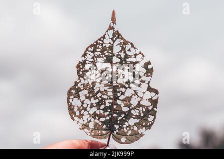 Isoliertes Bild eines Actinidienblattes mit Löchern, die von Raupen gefressen werden. Hochwertige Fotos Stockfoto