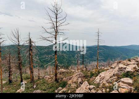 Hohe Berge Russlands, der Berg Falaza mit vom Wind gebrochenen Bäumen, Wald nach einem Brand. Hochwertige Fotos Stockfoto