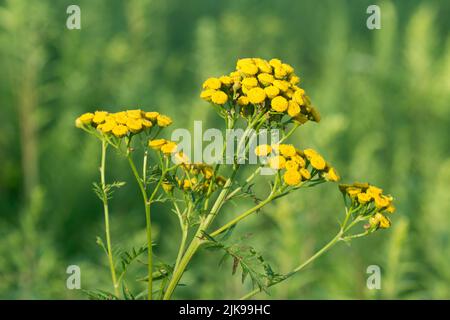 Ansige, bittere Knöpfe, bittere, sommergelbe Blüten der Kuh, die selektive Konzentration abschrecken Stockfoto