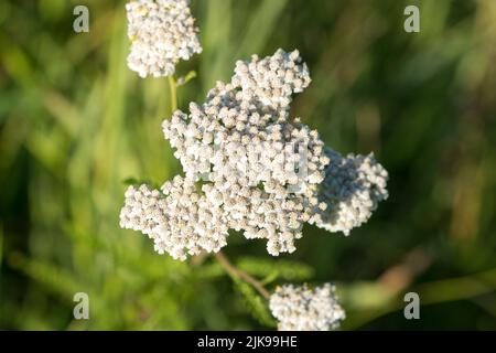 Achillea millefolium, gewöhnliche Schafgarbe, weiße Blüten, die selektiven Fokus abschweißen Stockfoto