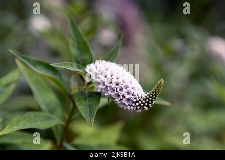 Lysimachia clethroides oder Schwanenhals loosestrife Stockfoto