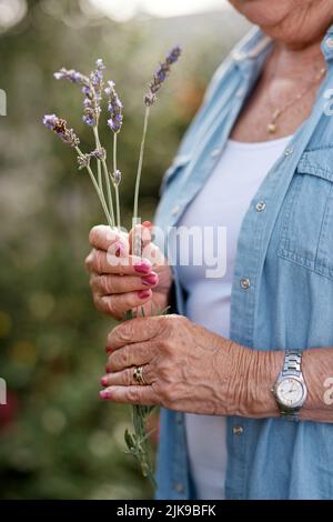 Egal, wie lange die Zeit verging, sie wachsen trotz der Welt. Eine ältere, nicht erkennbare Frau mit einer Handvoll Lavendel in ihrem Hinterhof. Stockfoto