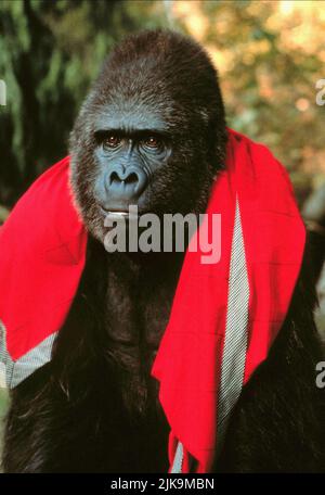 Gorilla Film: Buddy (1997) Regie: Caroline Thompson 06 June 1997 **WARNUNG** Dieses Foto ist nur für den redaktionellen Gebrauch bestimmt und unterliegt dem Copyright von COLUMBIA und/oder dem Fotografen, der von der Film- oder Produktionsfirma beauftragt wurde.Es kann nur von Publikationen im Zusammenhang mit der Bewerbung des oben genannten Films reproduziert werden. Eine obligatorische Gutschrift an COLUMBIA ist erforderlich. Der Fotograf sollte auch bei Bekanntwerden des Fotos gutgeschrieben werden. Ohne schriftliche Genehmigung der Film Company kann keine kommerzielle Nutzung gewährt werden. Stockfoto