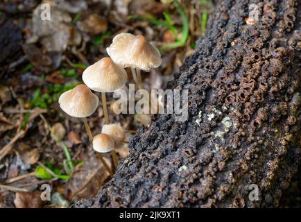 Die sehr hübsche Pilzart, die gemeinhin als die Haube, die Haube mycena oder der Rosenkeilelzenhelm bekannt ist, wächst auf einem umgestürzten Baumstamm. Stockfoto