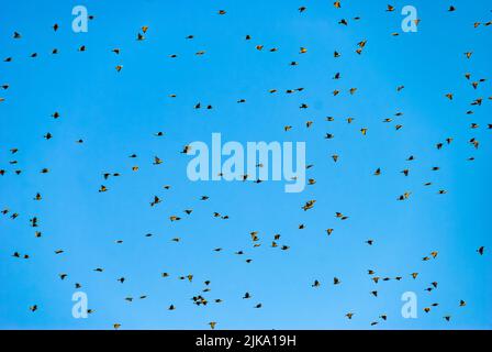 Ein Schwarm gemeiner Flimmern in den Hunderten fliegt über dem Himmel. Stockfoto