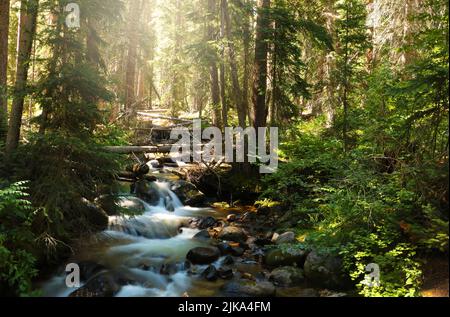 Fließender Gebirgsbach in einem dichten bewaldeten Wald mit Sonnenlicht, das durch die Bäume der Rocky Mountains, Beaver Creek, Colorado, USA, strömt Stockfoto