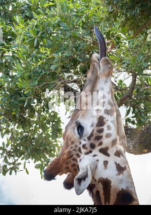 Im Houston Zoo in Texas füttert die Masai Giraffe oder Giraffa camelpardalis mit schwarzer Zunge Blätter. Stockfoto