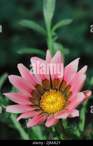 Schöne Gazania oder afrikanische Gänseblümchen Blume im Sommergarten von indien Stockfoto