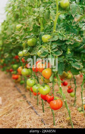Nahaufnahme der Plantage mit schönen, köstlichen grünen und roten reifen Tomaten, die in einem Polycarbonat-Gewächshaus auf verschwommenem Hintergrund angebaut werden. Tomate hängt an der Weinrebe der Pflanze. Gartenbau. Gemüse Stockfoto