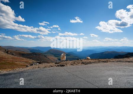 Bergziegen entlang der steilen Straße bis zum Gipfel des Mount Evans, Rocky Mountains, Colorado, USA Stockfoto