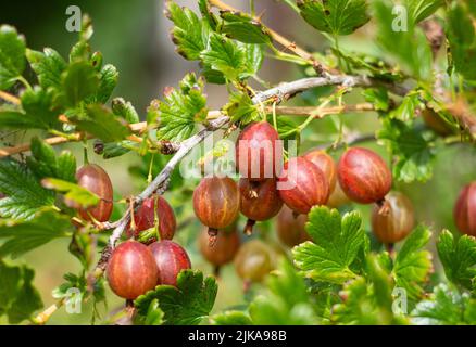 Reife rote Stachelbeere auf einem Buschzweig im Garten. Im Garten wächst ein roter Stachelbeerbusch Stockfoto