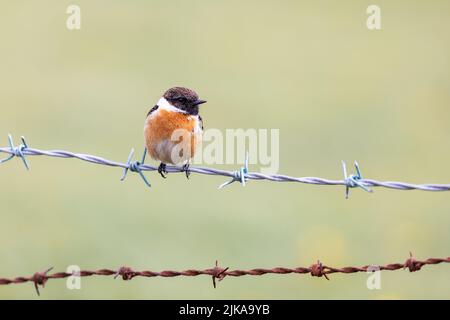 Männlicher Stonechat [ Saxicola rubicola ] auf Stacheldraht mit klarem, unfokussierten Hintergrund Stockfoto