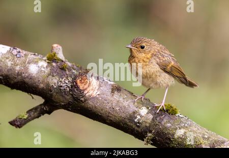 Jungtier Robin [ Erithacus rubecula ] auf einem Ast Stockfoto