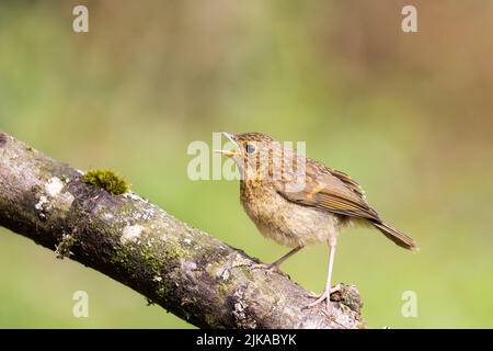 Jungtier Robin [ Erithacus rubecula ] bettelt auf dem Baumzweig um Nahrung Stockfoto