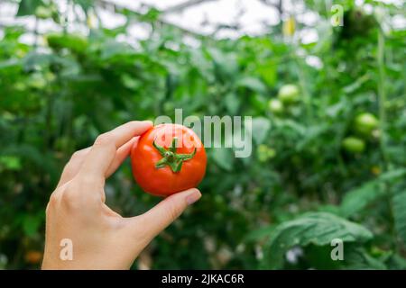 Schöne rote reife Tomate in weiblicher Hand auf grünem Hintergrund. Tomatenproduktion und -Transport. Anbau von Tomaten, Gemüsegeschäft Stockfoto