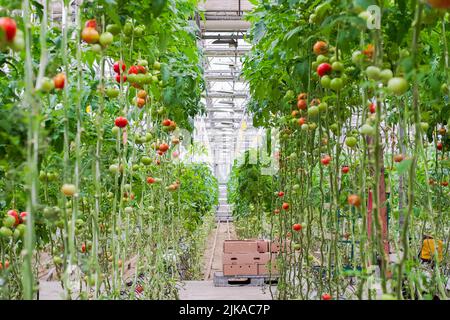 Tomatenproduktion und -Transport. Schöne rote reife Tomaten Hintergrund, Landwirtschaft. Anbau von Tomaten, Gemüsegeschäft, Gewächshaus Stockfoto