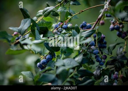 Klaistow, Deutschland. 31.. Juli 2022. Heidelbeeren hängen an der Heidelbeerselbstpflückung der Spargelfarm Buschmann Winkelmann am Busch. Quelle: Fabian Sommer/dpa/Alamy Live News Stockfoto