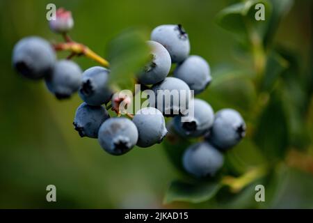 Klaistow, Deutschland. 31.. Juli 2022. Heidelbeeren hängen an der Heidelbeerselbstpflückung der Spargelfarm Buschmann Winkelmann am Busch. Quelle: Fabian Sommer/dpa/Alamy Live News Stockfoto