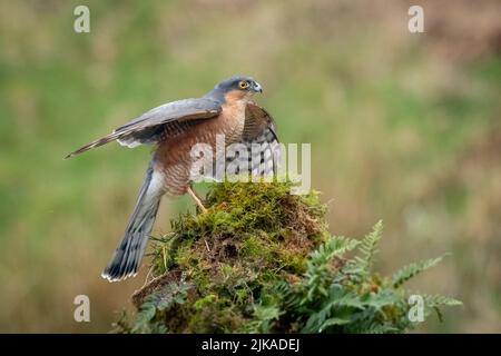 Ein männlicher Sperber, Accipiter nisus, landete auf einem alten Baumstumpf. Seine Flügel sind ausgebreitet Stockfoto
