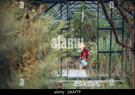 Kleines Mädchen gießt Bio-Tomaten in ihrem Korb in Familie Gewächshaus. Stockfoto