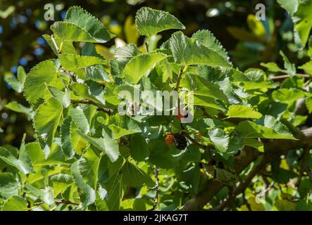 Pflanzen: Schwarzer Maulbeerbaum mit Früchten - Morus nigra aka Common oder Persian Mulberry, Platanenbaum. Stockfoto