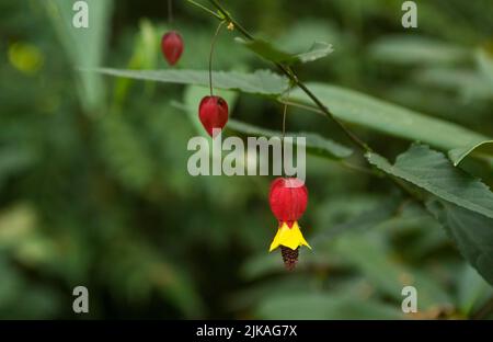 Blüten: Nahaufnahme der Chinesischen Laterne - Abutilon megapotamicum, aka Parlor Maple oder Flowering Maple, der Familie Malvaceae. Stockfoto