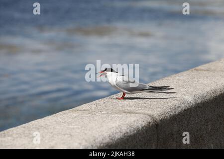 Möwe mit einem Fisch im offenen Schnabel. Sterna hirundo Stockfoto