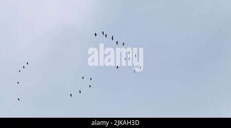 Schar von Möwen, die am wolkigen Himmel fliegen Stockfoto