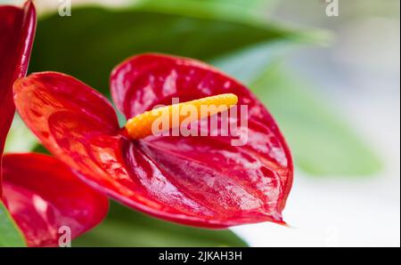 Anthurium, Makrofoto einer roten herzförmigen Blume mit selektivem Weichfokus Stockfoto