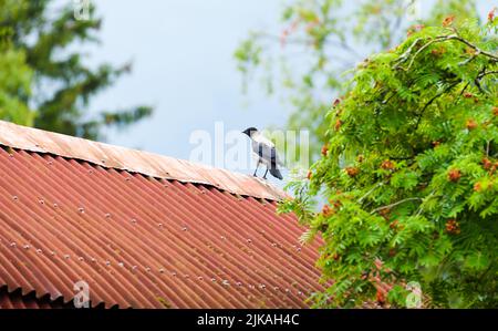 An einem sonnigen Sommertag steht eine Krähe auf dem Dach Stockfoto