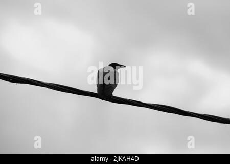 Eine Krähe ist auf einem Draht unter grau bewölktem Himmel, schwarz-weiß Foto Stockfoto