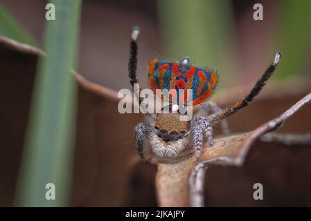 Pfauenspinne (Maratus clupeatus) mit seinen Zuchtfarben. In freier Wildbahn fotografiert, ohne die Spinnen oder die umliegende Flora zu stören. Stockfoto