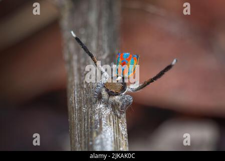 Pfauenspinne (Maratus clupeatus) mit seinen Zuchtfarben. In freier Wildbahn fotografiert, ohne die Spinnen oder die umliegende Flora zu stören. Stockfoto