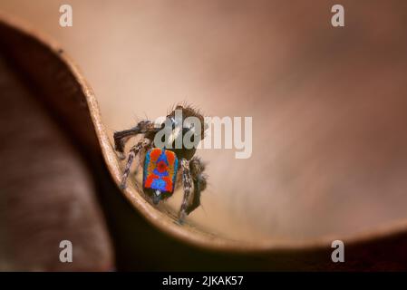 Pfauenspinne (Maratus clupeatus) mit seinen Zuchtfarben. In freier Wildbahn fotografiert, ohne die Spinnen oder die umliegende Flora zu stören. Stockfoto