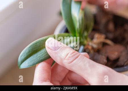 Frau Hand prüft einen Urlaub von einem Baby Orchidee Stockfoto