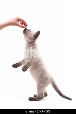 Kleines niedliches Kätzchen springt um die Hand, die das Futter hält. Fütterung von Haustieren. Hochwertige Fotos Stockfoto