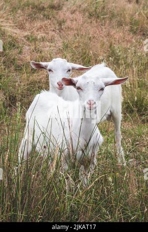 Ein paar weiße Ziegenkinder grasen in einem verwelkten Gras. Landwirtschaftskonzept. Sommerweide. Grasen auf dem Grasland. Porträt einer kleinen Ziege. Vieh Stockfoto