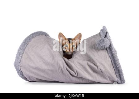 Niedliche, ruddige, somalische Katze, die im Spielzeugtunnel spielt. Blick auf die Kamera. Isoliert auf weißem Hintergrund. Stockfoto