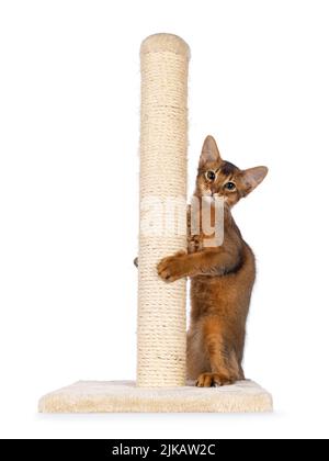 Niedliche ruddige somalische Katze Kätzchen, spielen in Kratzstange. Blick auf die Kamera. Isoliert auf weißem Hintergrund. Stockfoto