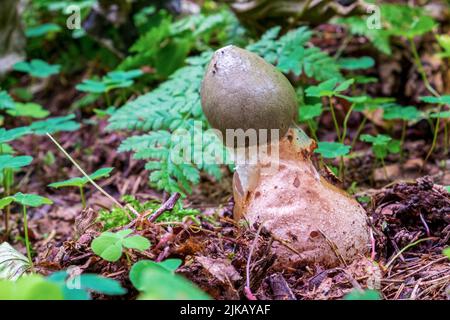 Phallus impudicus, umgangssprachlich als gewöhnliches Stinkhorn bekannt, ist ein weit verbreiteter Pilz in der Familie der Phallaceae (Stinkhorn) Stockfoto
