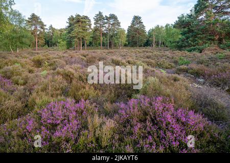 Witley Gemeinsame Abendlandschaft im Sommer mit blühender violetter Heide, Surrey, England, Großbritannien Stockfoto