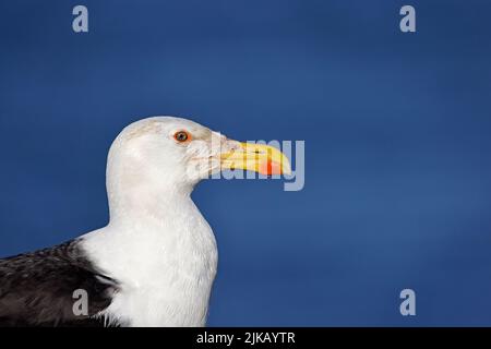 Große Schwarzrückenmöwe auf Skokholm Island Wales Stockfoto
