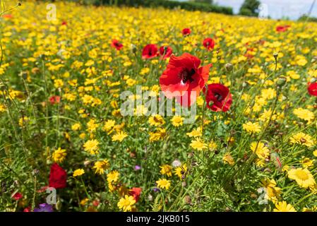 Wildblumenwiese mit rotem Mohn. Stockfoto