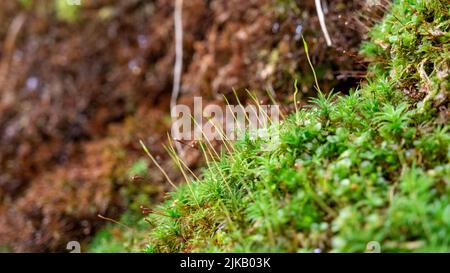 Nahaufnahme Makroaufnahme Weiches Licht für Moos an Baumwurzeln, Zweigen und Baumstämmen in einem grünen Wald oder Moos am Baumstamm. Baumrinde mit grünem Moos. Selektiver FOC Stockfoto