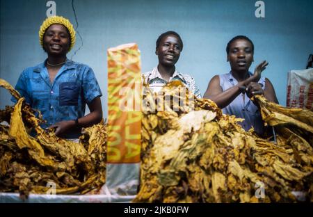 Lächelnde Arbeiter an einer Produktionslinie in einer Tabakfabrik in Simbabwe. Stockfoto