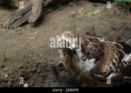 Ein Crested Hawk Eagle- oder veränderbarer Hawk Eagles-Gesicht, einschließlich Auge und Schnabel Stockfoto
