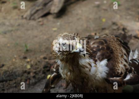 Nahaufnahme eines Crested Hawk Eagle oder eines austauschbaren Hawk Eagle, der neugierig etwas ansieht Stockfoto