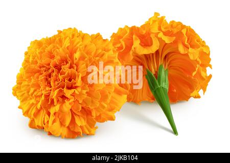 Frische Ringelblume oder Tagesetes erecta Blume isoliert auf weißem Hintergrund mit voller Tiefenschärfe. Stockfoto