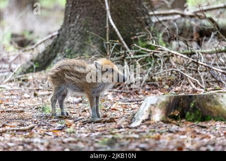 Seitenansicht von jungen Wildschweinen, die im Wald posieren. Horizontal. Stockfoto