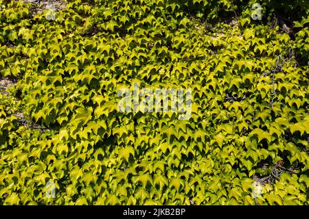 Grüne Efeu an der alten Stadtmauer Stockfoto
